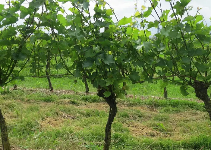 Bed & Breakfast Nussboeckgut - Winzerhof Mit Gratis Parkplatz Leonding