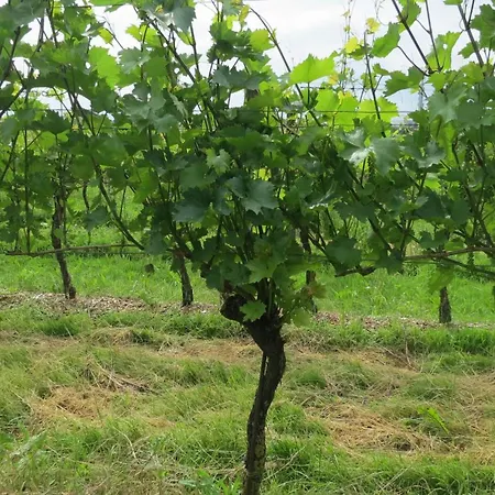 Alojamento de Acomodação e Pequeno-almoço Nussboeckgut - Winzerhof Mit Gratis Parkplatz Leonding